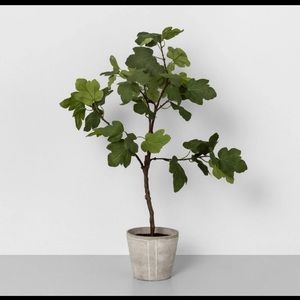 I’m looking for this plant.